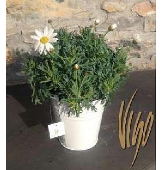 Chrysanthemum frutescens Ø14 bijela, metalna kanta u boji