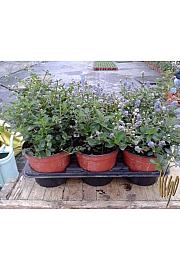 Ceanothus Ø14