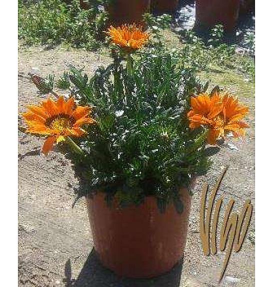 Mješavina za gazaniju Ø18