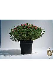 Mesembryanthemum Ø18