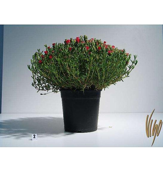 Mesembryanthemum Ø18