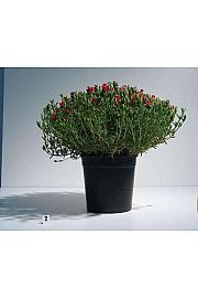 Mesembryanthemum Ø18