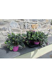 Polygala myrtifolia Ø14