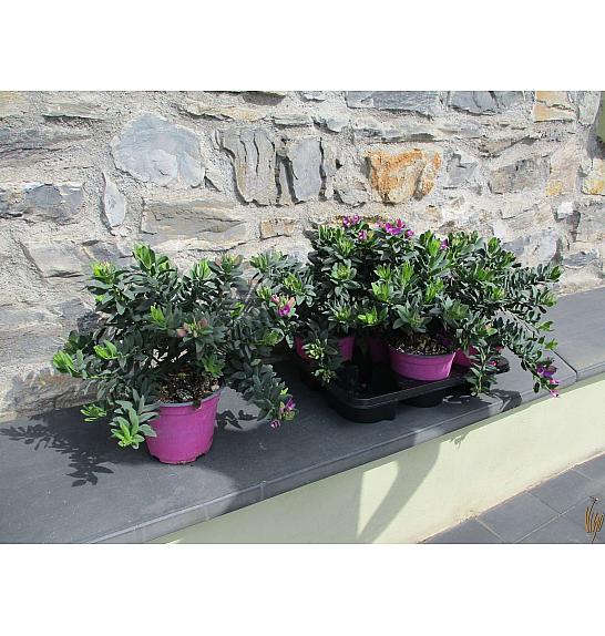 Polygala myrtifolia Ø14