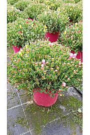 Mesembryanthemum Ø18 trio