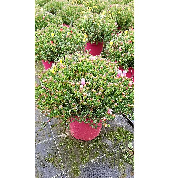 Mesembryanthemum Ø18 trio