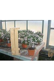 Chamelaucium uncinatum Ø15