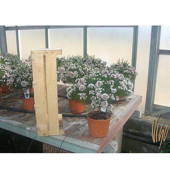 Chamelaucium uncinatum Ø15