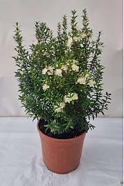 Mirta mikrofila Ø18