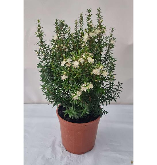 Mirta mikrofila Ø18