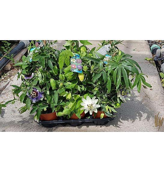 Passiflora incarnata Ø14 piramida