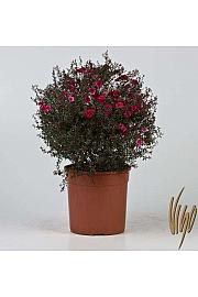 Leptospermum Ø18