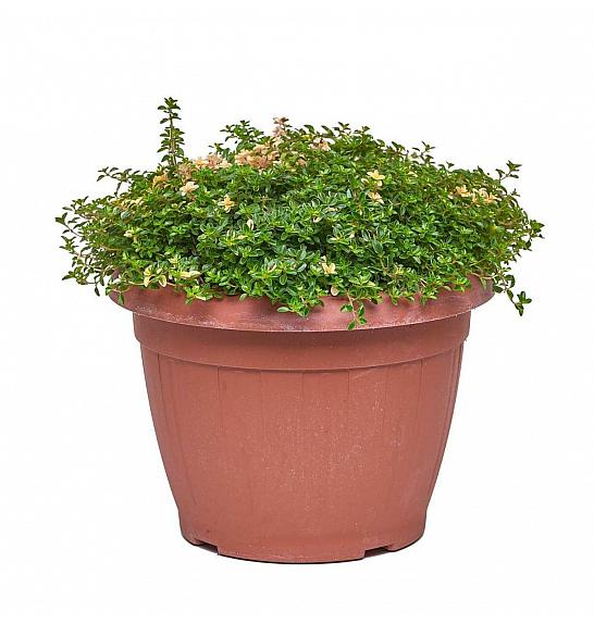 Thymus rasta Ø25