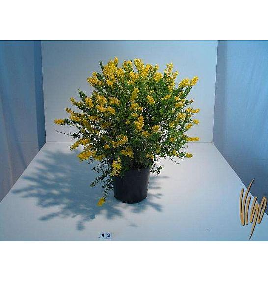 Cytisus hibrid Ø18