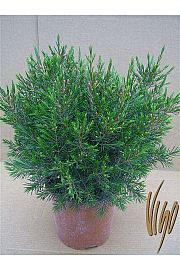 Chamelaucium uncinatum Ø18