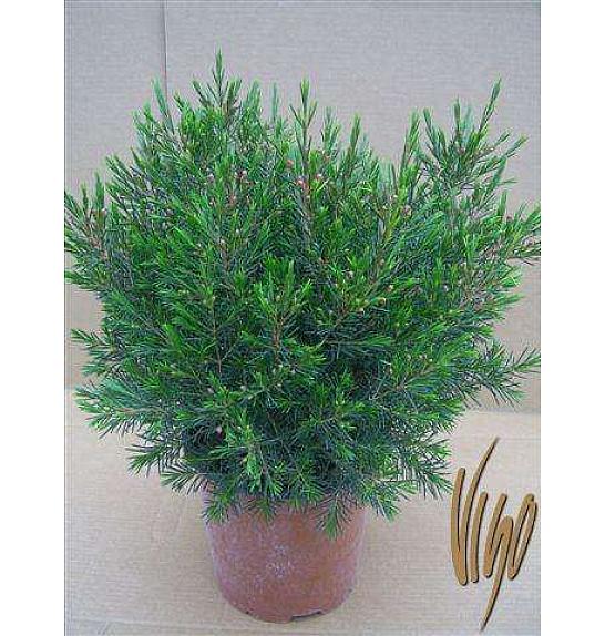 Chamelaucium uncinatum Ø18