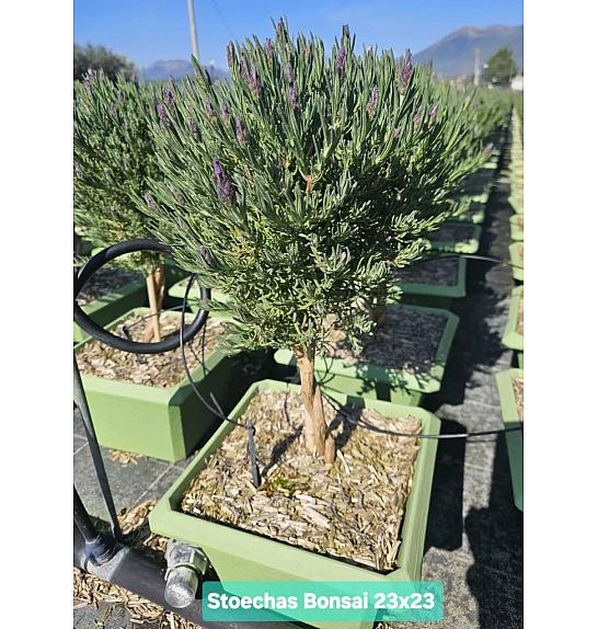 Lavandula stoechas Ø23x23 Na Steblu 20 cm bonsai