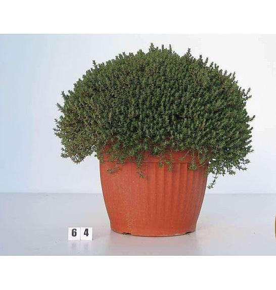 Thymus faustini Ø30