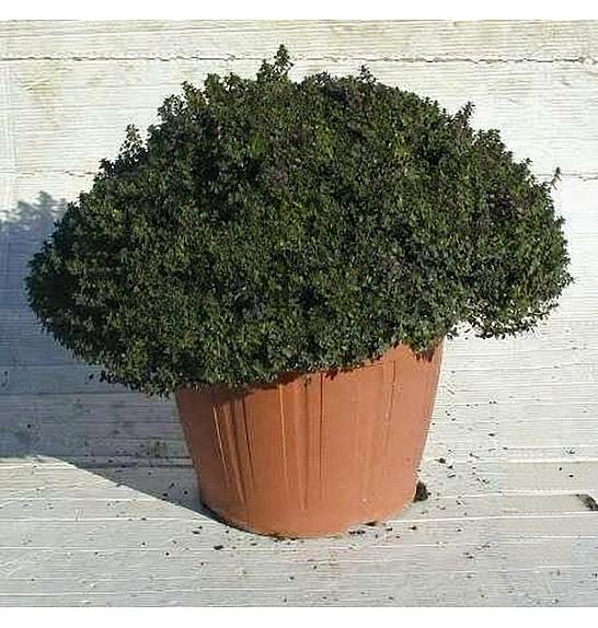 Thymus citriodorus Ø30