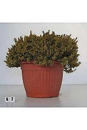 Thymus citriodorus aureus Ø30