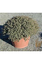 Thymus silver queen Ø30