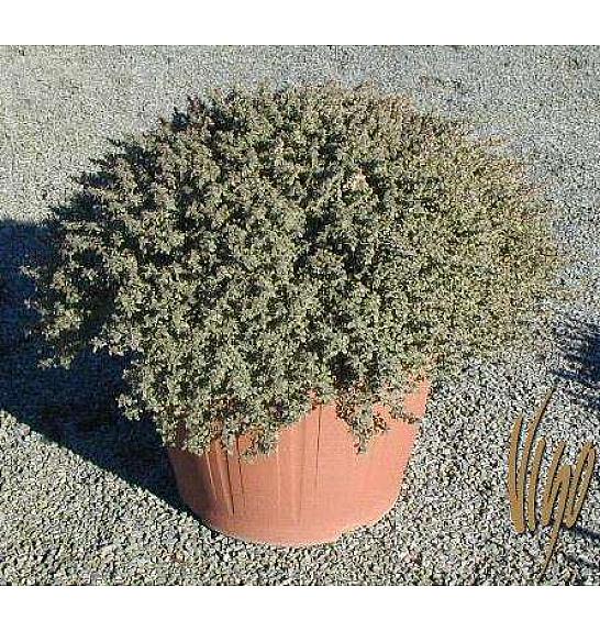 Thymus silver queen Ø30