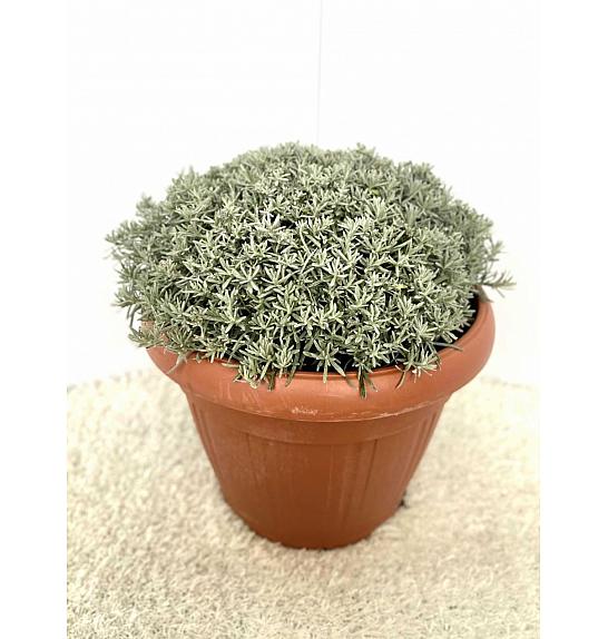 Helichrysum italicum Ø30