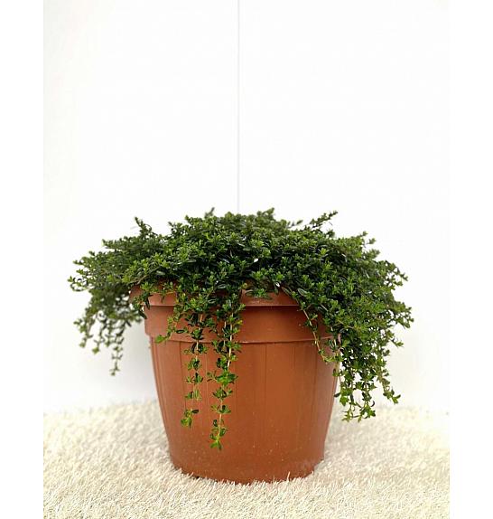 Satureja montana Ø30