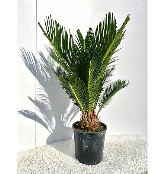 Cycas revoluta Ø15