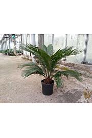 Cycas revoluta Ø18