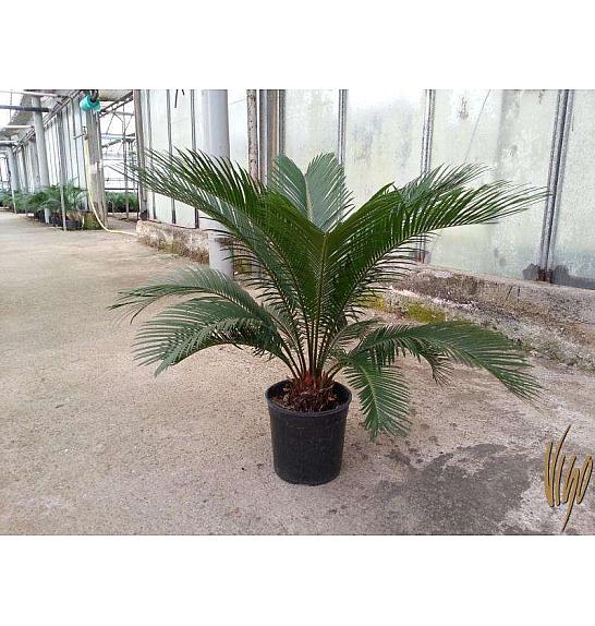 Cycas revoluta Ø18
