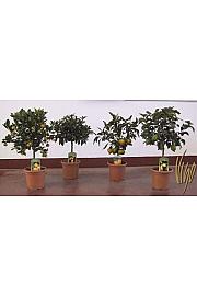 Citrus sinensis Ø20 miks Na stabljici 20 cm
