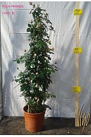 Rosa hibrid Mix C10 Lit. 120 cm piramida