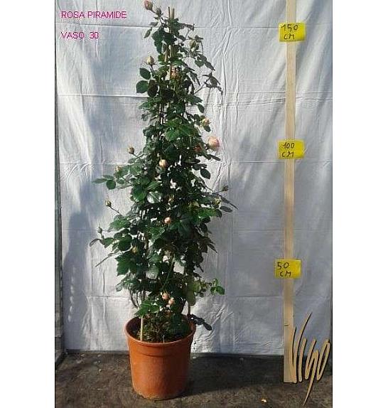 Rosa hybrid Mix C10 Lit. 120 cm piramida