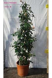 Rosa hybrid Mix C10 Lit. 120 cm piramida