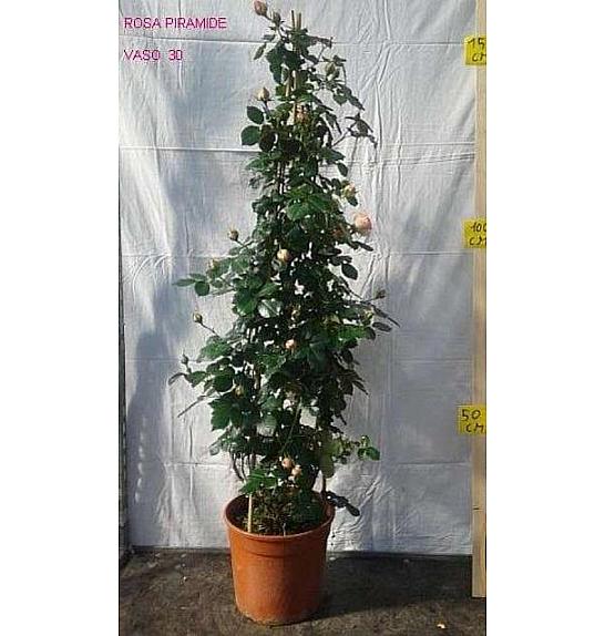 Rosa hybrid Mix C10 Lit. 120 cm piramida