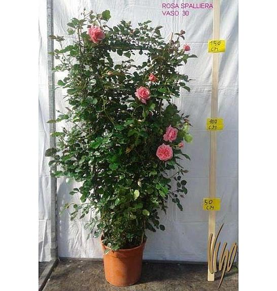 Rosa hybrid Mix C10 Lit. 120 cm špalir