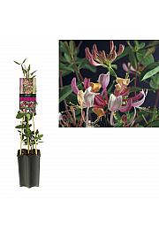 Lonicera caprifolium C1.5 Lit. 30-40 cm