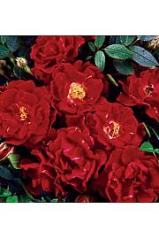 Rosa Ruby Queen C1.5 Lit. 30-40 cm