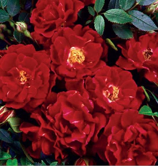 Rosa Ruby Queen C1.5 Lit. 30-40 cm