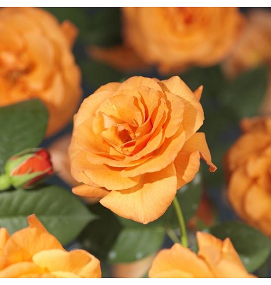 Rosa Orange Climber C1.5 Lit. 30-40 cm