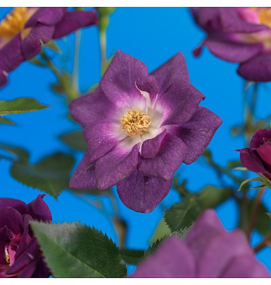 Rosa Veilchenblau C1.5 Lit. 30-40 cm