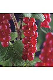 Ribes rubrum Rolan C2,5 Lit. 40-60 cm