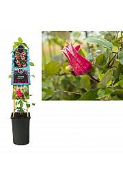 Clematis King's Glory PBR C2,5 lit. 40-60 cm