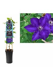 Clematis Wonderful Perfume PBR C2.5 lit. 40-60 cm