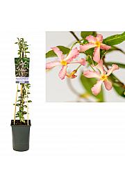 Trachelospermum hibrid Star of Milano PBR C2,5 Lit. 40-60 cm