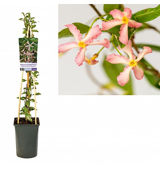 Trachelospermum hibrid Star of Milano PBR C2,5 Lit. 40-60 cm