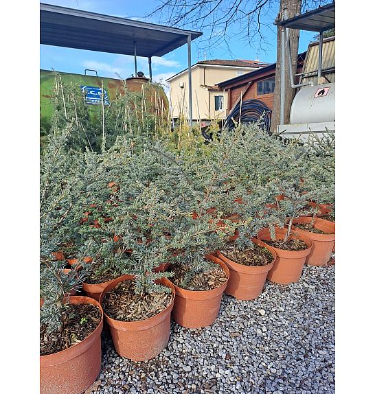 Cedrus atlantica Glauca C18 Lit. 80-100 cm