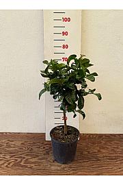 Citrus medica Cedro Ø20 Na steblu 30 cm