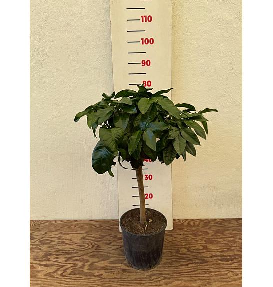 Citrus bergamia Bergamotto Ø20 Na steblu 30 cm